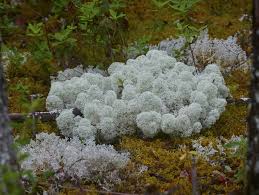 Attēlu rezultāti vaicājumam “Cladonia stellaris”