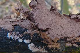 Attēlu rezultāti vaicājumam “Steccherinum fimbriatum”