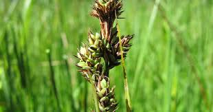 Attēlu rezultāti vaicājumam “Carex hartmanii”