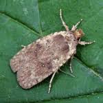 Attēlu rezultāti vaicājumam “Agonopterix heracliana”