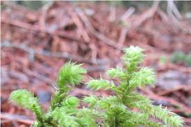Attēlu rezultāti vaicājumam “Pseudotaxiphyllum elegans macro”
