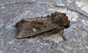 Attēlu rezultāti vaicājumam “Celaena leucostigma”