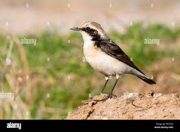 Image result for Oenanthe pleschanka