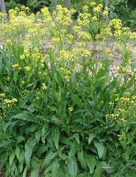 Attēlu rezultāti vaicājumam “Bunias orientalis bud”