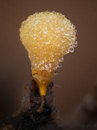 Attēlu rezultāti vaicājumam “Hemitrichia lutescens spores”