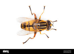 Attēlu rezultāti vaicājumam “Helophilus sp.”