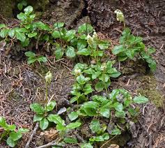 Attēlu rezultāti vaicājumam “Orthilia secunda fruit”