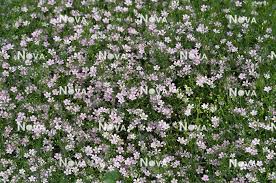 Attēlu rezultāti vaicājumam “Gypsophila muralis”