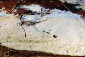 Attēlu rezultāti vaicājumam “Sidera lenis”