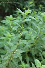 Attēlu rezultāti vaicājumam “Lycopus europaeus”