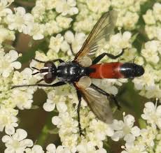 Attēlu rezultāti vaicājumam “Cylindromyia sp.”