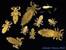 Attēlu rezultāti vaicājumam “Pediculus humanus capitis”