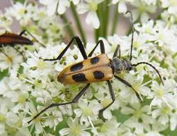 Attēlu rezultāti vaicājumam “Pachyta quadrimaculata”