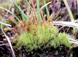 Attēlu rezultāti vaicājumam “Paraleucobryum longifolium sporophyte”