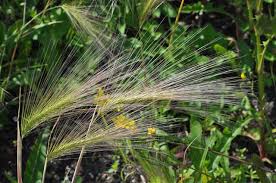 Attēlu rezultāti vaicājumam “Hordeum jubatum”