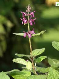 Attēlu rezultāti vaicājumam “Stachys sylvatica”