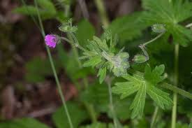 Attēlu rezultāti vaicājumam “Geranium molle”