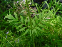 Image result for Valeriana officinalis
