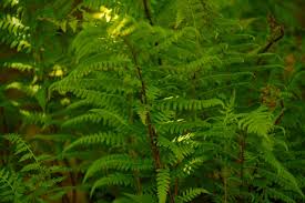 Attēlu rezultāti vaicājumam “Athelia pyriformis”