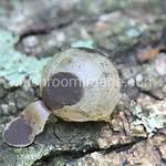 Attēlu rezultāti vaicājumam “Lycogala flavofuscum”