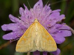 Attēlu rezultāti vaicājumam “Sitochroa verticalis”