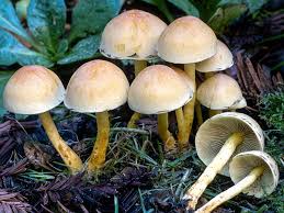 Attēlu rezultāti vaicājumam “Hypholoma sp.”