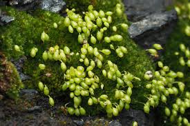Attēlu rezultāti vaicājumam “Bryum pallens sporophyte”