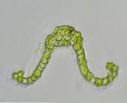 Attēlu rezultāti vaicājumam “Cynodontium strumiferum”