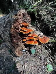 Attēlu rezultāti vaicājumam “Pycnoporellus fulgens”