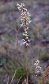 Attēlu rezultāti vaicājumam “Silene otites fruit”