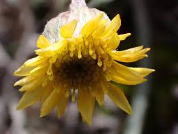 Attēlu rezultāti vaicājumam “Barbilophozia lycopodioides macro”