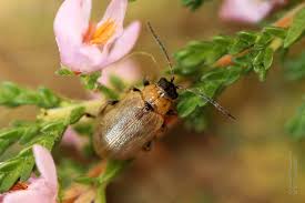 Attēlu rezultāti vaicājumam “Lochmaea caprea”