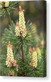 Attēlu rezultāti vaicājumam “Pinus sylvestris male flower”