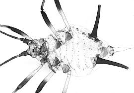 Attēlu rezultāti vaicājumam “Macrosiphoniella absinthii”