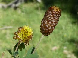 Attēlu rezultāti vaicājumam “Trifolium spadiceum flower”