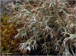 Attēlu rezultāti vaicājumam “Cladonia ciliata”
