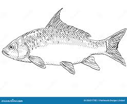 Image result for Carpiodes cyprinus