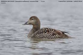 Attēlu rezultāti vaicājumam “Somateria mollissima juvenile”