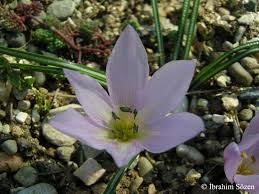 Attēlu rezultāti vaicājumam “Colchicum szovitsii subsp. szovitsii”