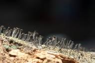 Attēlu rezultāti vaicājumam “Calicium viride”