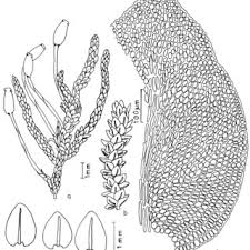 Attēlu rezultāti vaicājumam “Fossombronia wondraczekii sporophyte”
