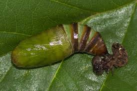 Attēlu rezultāti vaicājumam “Lacanobia oleracea”