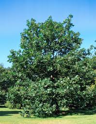 Attēlu rezultāti vaicājumam “Quercus”