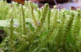 Attēlu rezultāti vaicājumam “Calliergonella lindbergii”