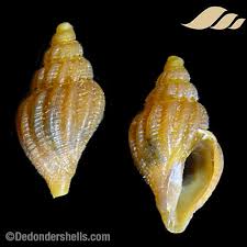 Attēlu rezultāti vaicājumam “Cribraria costata”