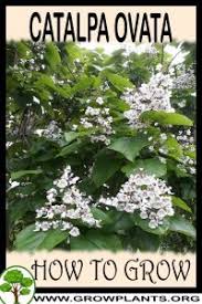 Attēlu rezultāti vaicājumam “Catalpa ovata flower”