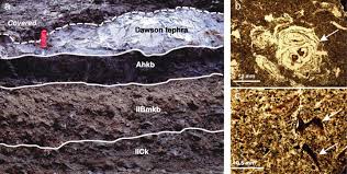 Attēlu rezultāti vaicājumam “Distichium capillaceum sporophyte”