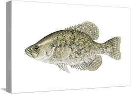 Image result for Pomoxis nigromaculatus