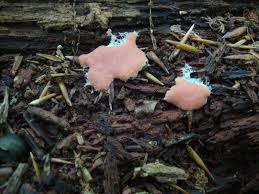 Attēlu rezultāti vaicājumam “Dictydiaethalium plumbeum”