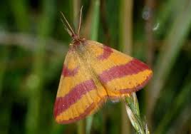 Attēlu rezultāti vaicājumam “Lythria cruentaria”